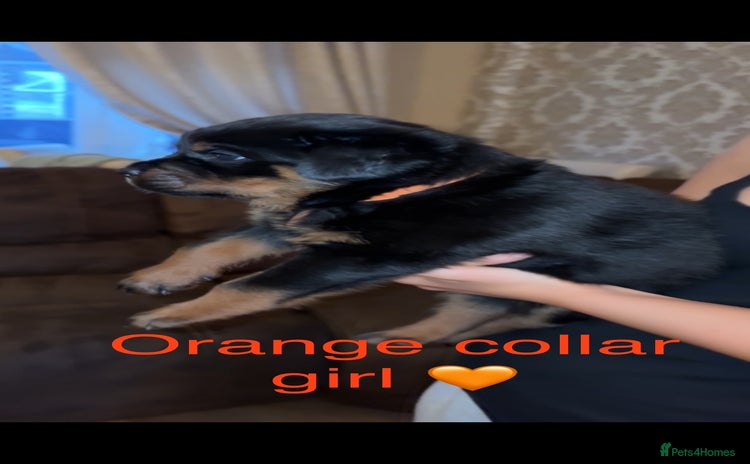 Rottweiler dogs - Advert 1