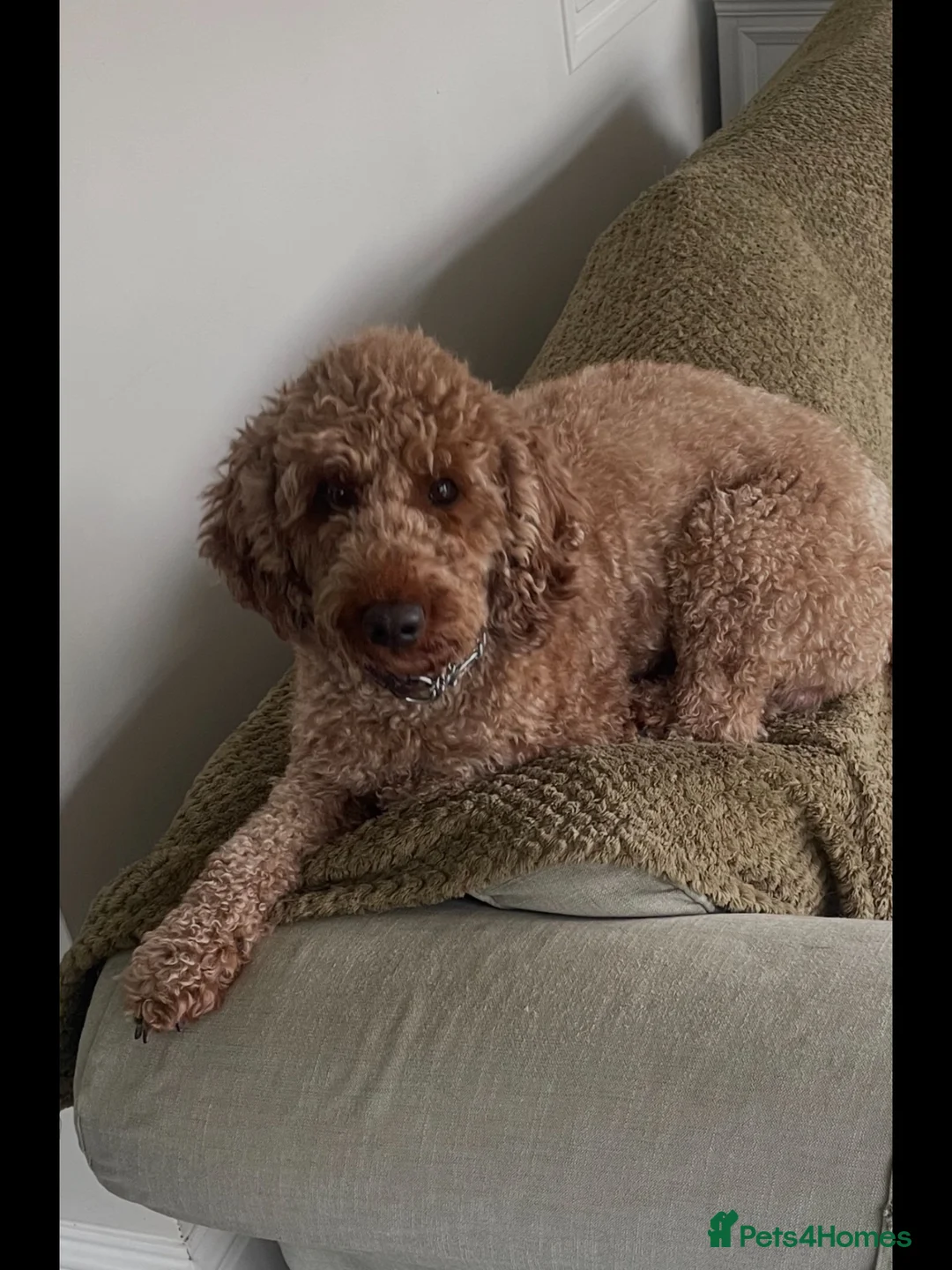 Miniature Poodle dogs for stud: Miniature poodle kc registered  - Advert 2