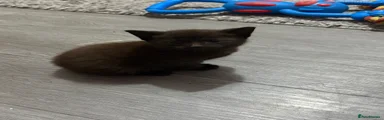 Mixed Breed Kitten 3