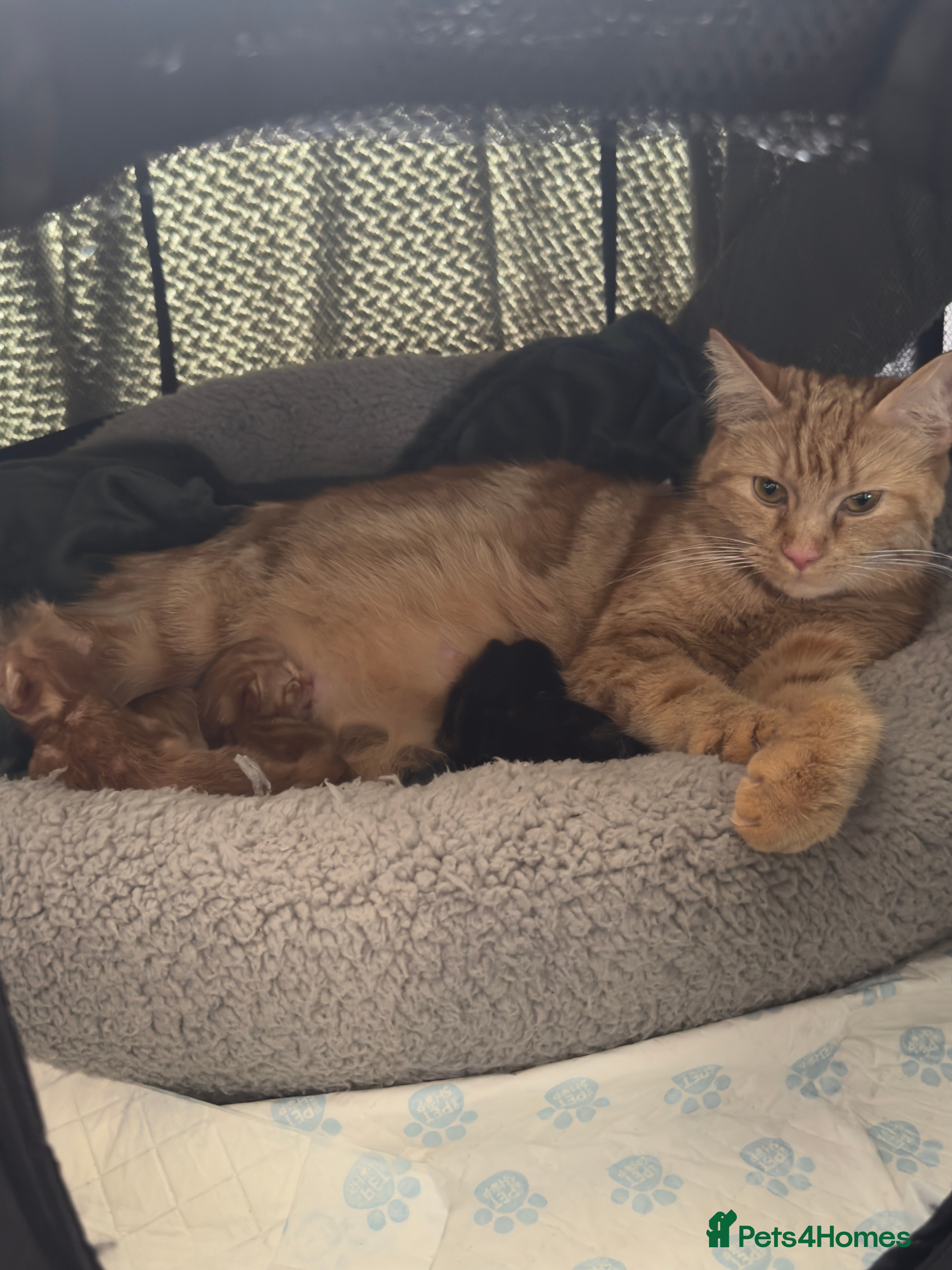 British Shorthair cats Ginger male kitten. - Advert 1