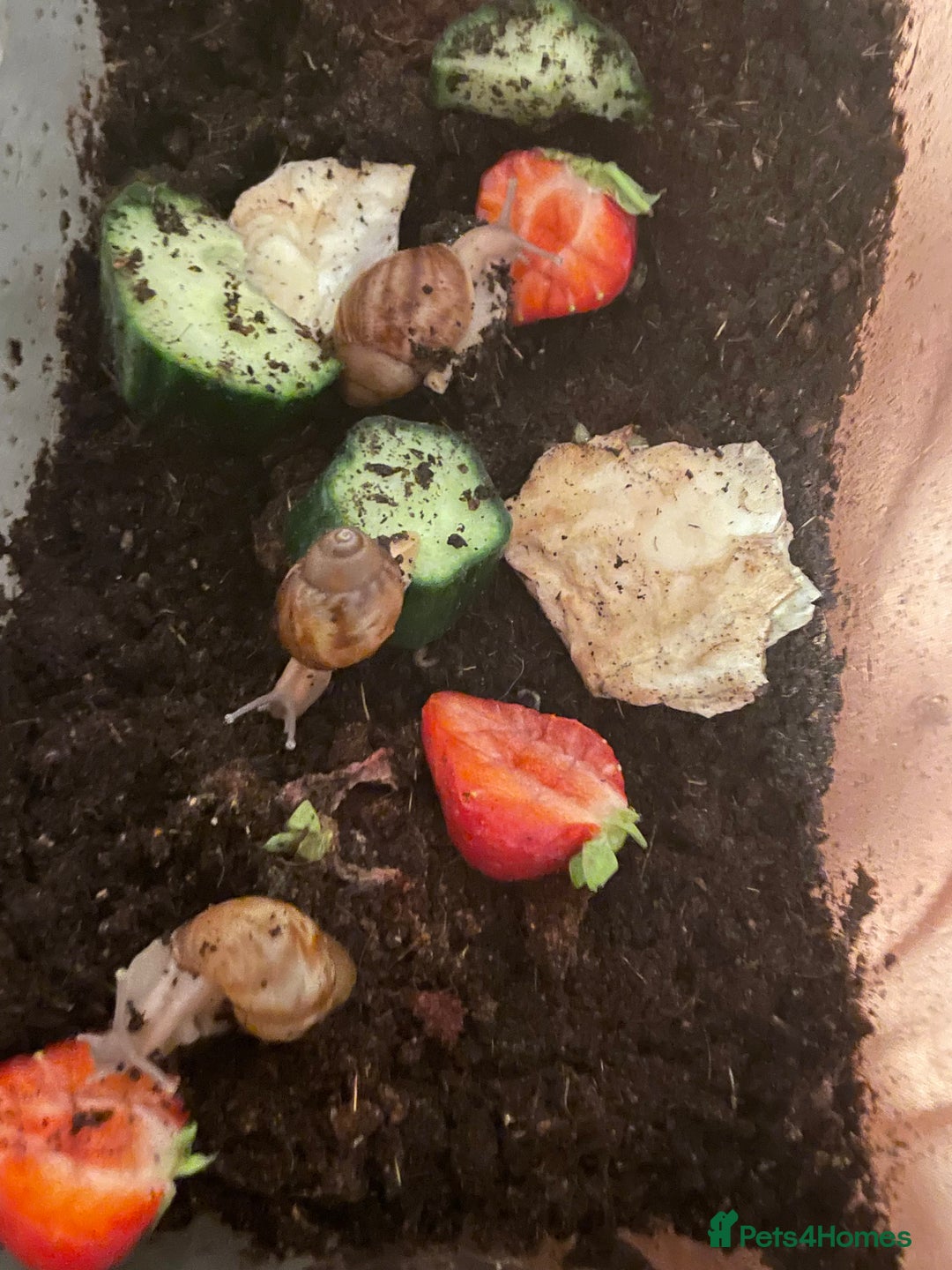 Snails invertebrates for sale: Albino Giant African Land Snails - Image 2