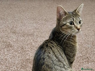 Mixed Breed cats 1 Yr old tabby girl, Very smart, clingy and calm - Advert 1