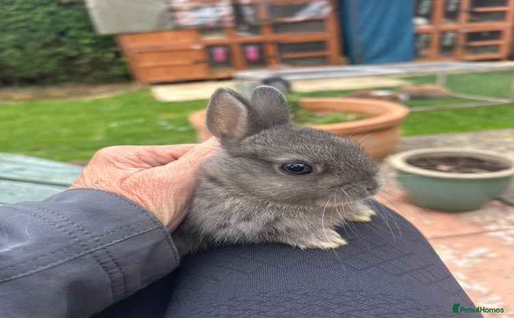 Netherland Dwarf rabbits - Advert 4