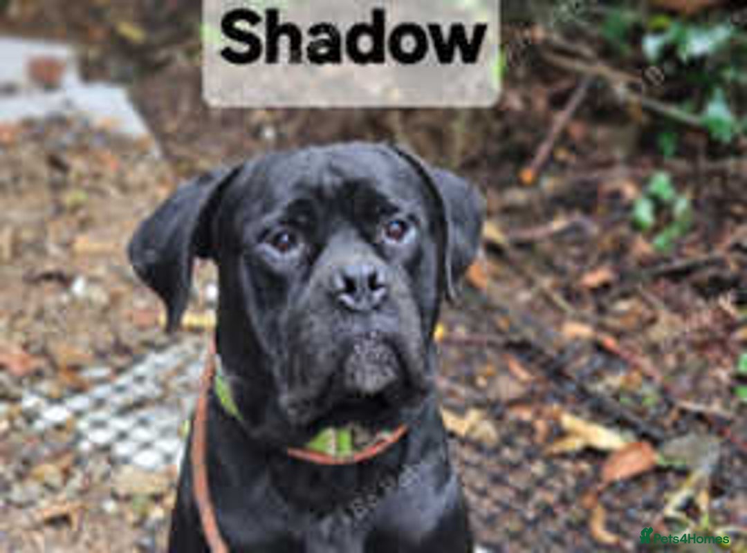 Mixed Breed dogs for sale: 2 x Dogue de Bordeaux x cane corso  - Advert 4