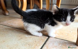Mixed Breed cats for sale: 5 Adorable Kittens Ready for New Homes 🐾 - Image 15