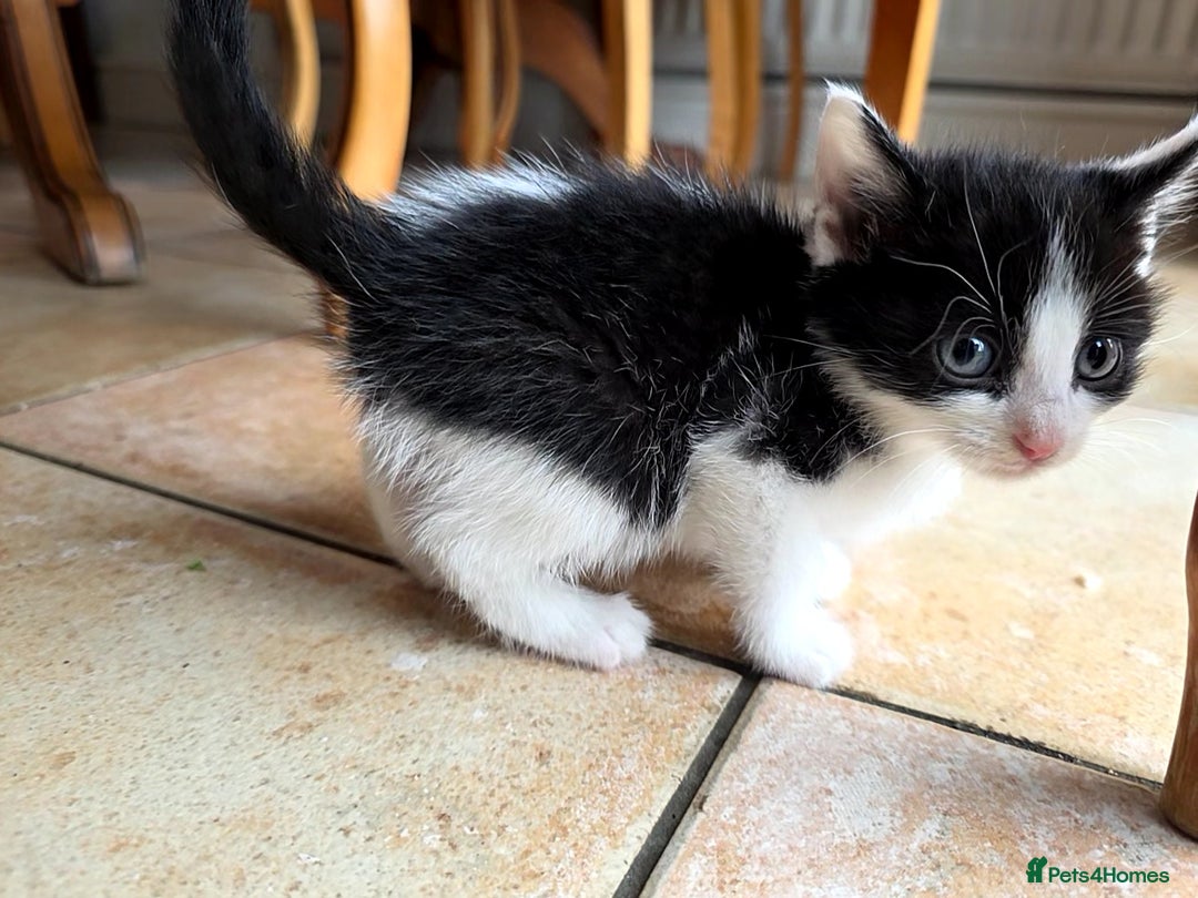 Mixed Breed cats for sale: 5 Adorable Kittens Ready for New Homes 🐾 - Image 15