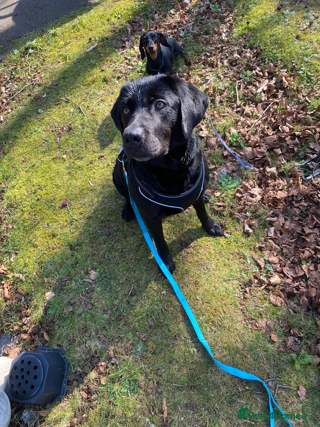 Labrador Retriever dogs for sale: Labrador for rehoming in Cwmbran - Advert 6