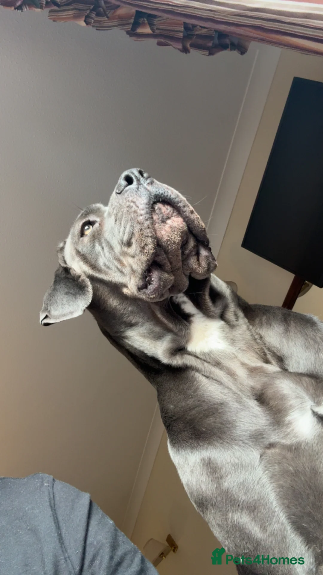 Cane Corso dogs for sale: NEED REHOMED ASAP READ DESCRIPTION  in Darlington - Advert 1