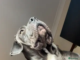 Cane Corso dogs NEED REHOMED ASAP READ DESCRIPTION in Darlington - Advert 2