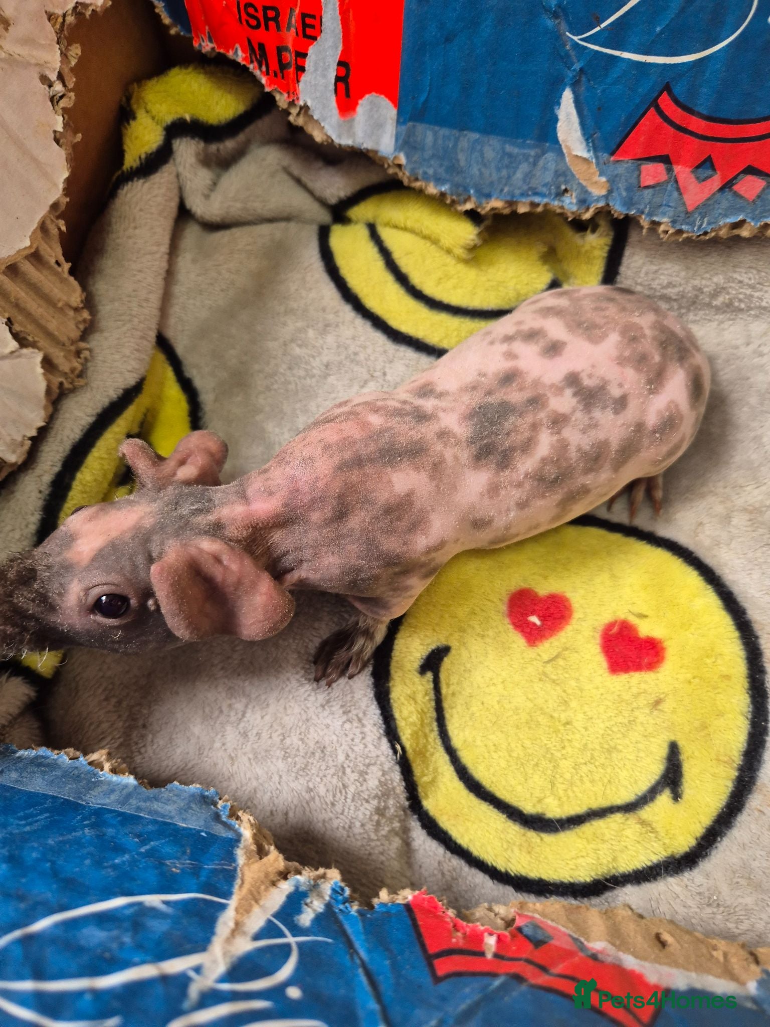 Guinea Pig rodents BARGAIN Baby Male Skinny Pigs For Sale. 4 left   - Advert 11
