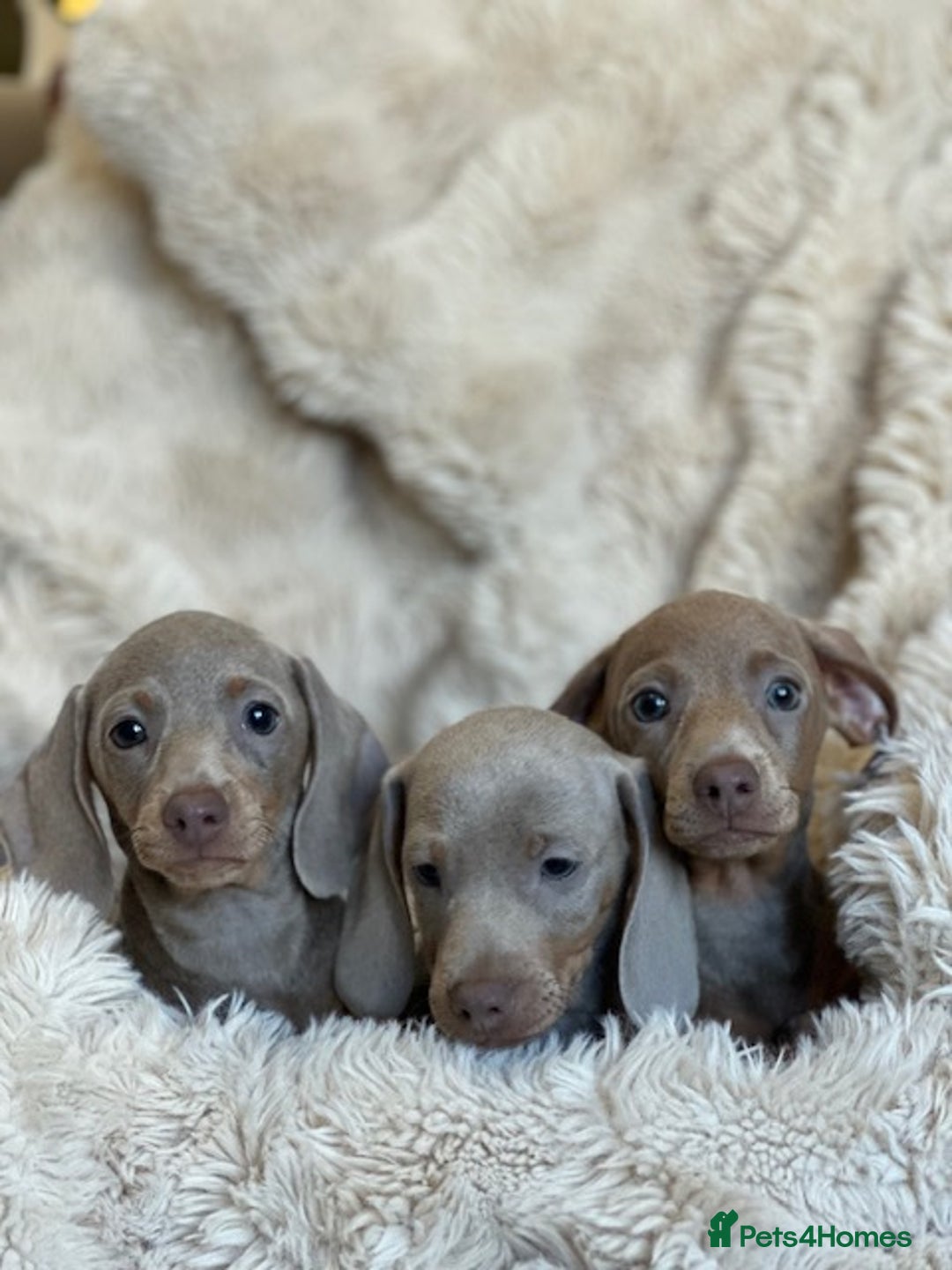 Miniature Dachshund dogs for sale: Stunning ISABELLA miniature dachshunds  - Advert 20