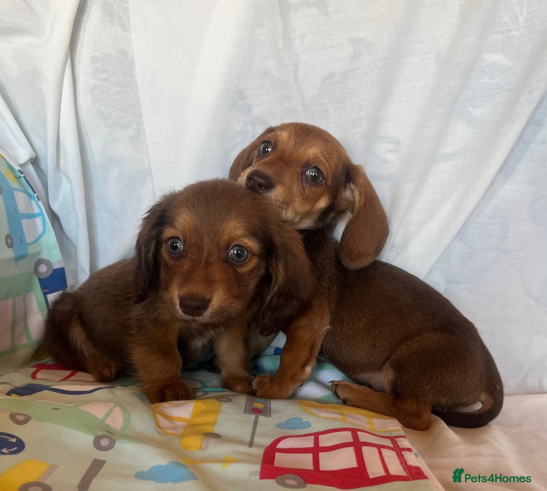 Miniature Dachshund dogs for sale: Miniature dachshund **updated  - Image 11