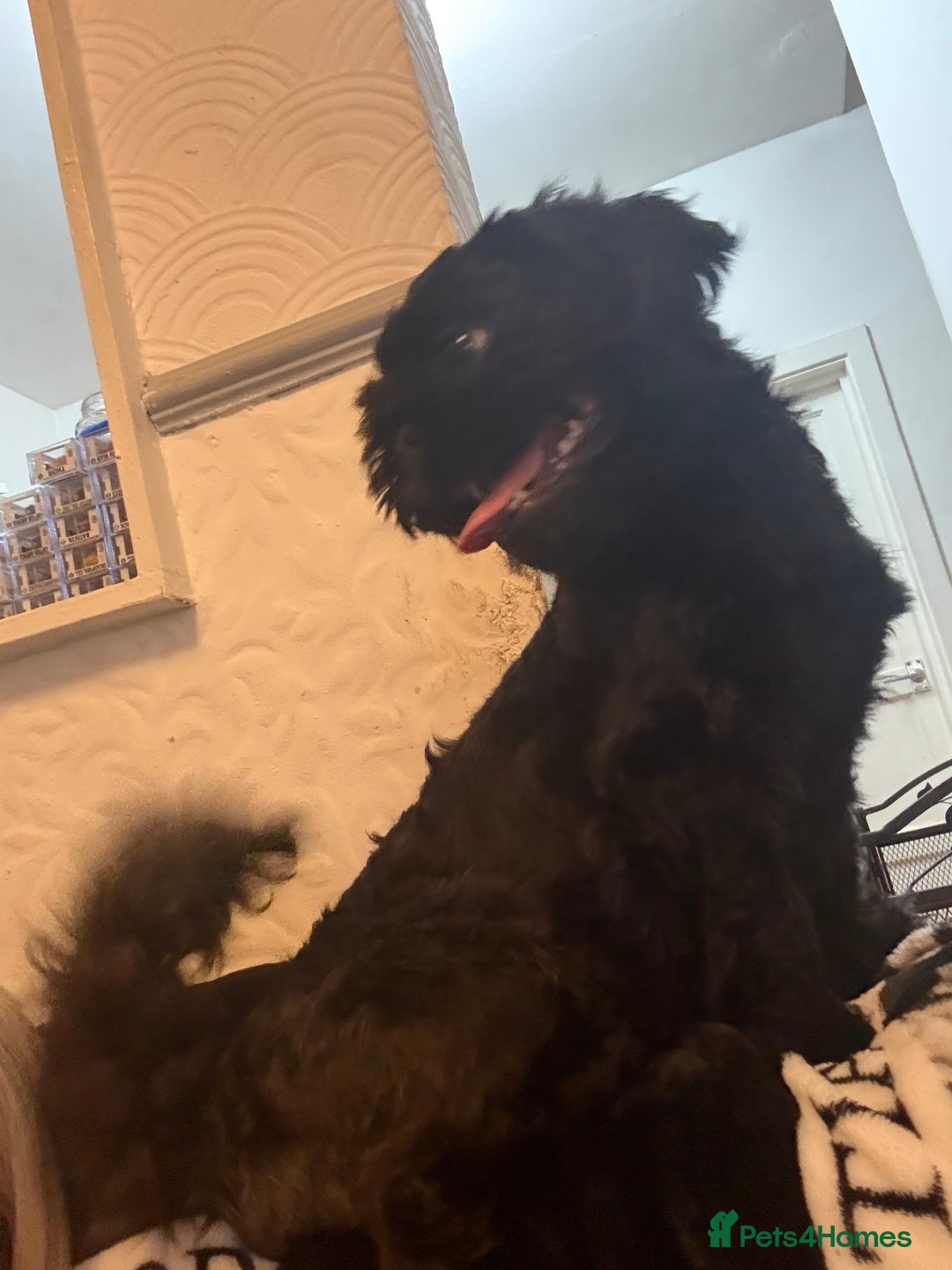 Shih Tzu dogs for sale: Handsome male Shih tzu - Advert 6