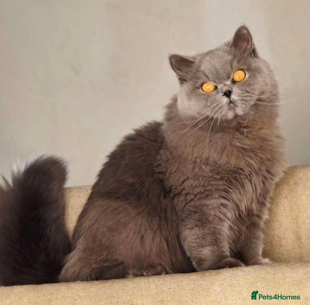 British Longhair cats GCCF Champion British Longhair Female Active  - Advert 1