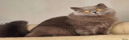 British Longhair cats for sale: GCCF Champion British Longhair Female Active  - Advert 1
