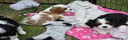 Cavalier King Charles Spaniel dogs for sale: MRI scanned pareents fully health tested  - Advert 7