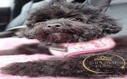 Toy Poodle dogs for sale: Asian toy poodle round eyes sable not jet black! - Image 1