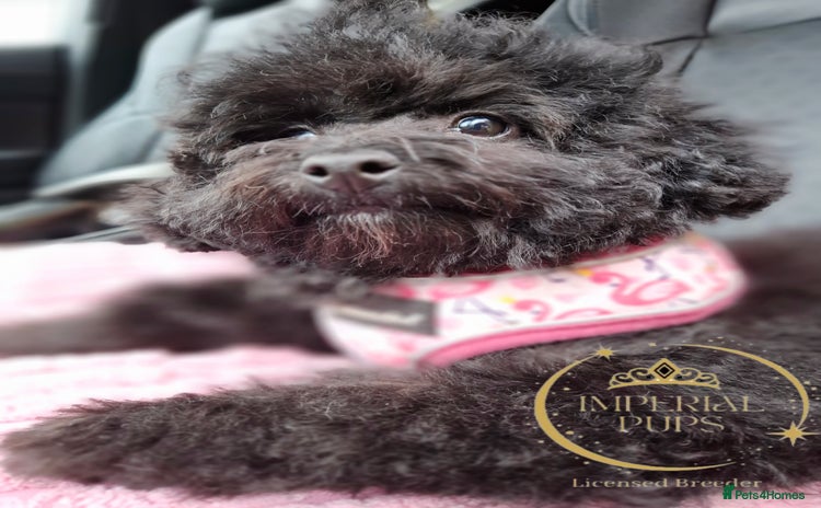 Toy Poodle dogs - Advert 1