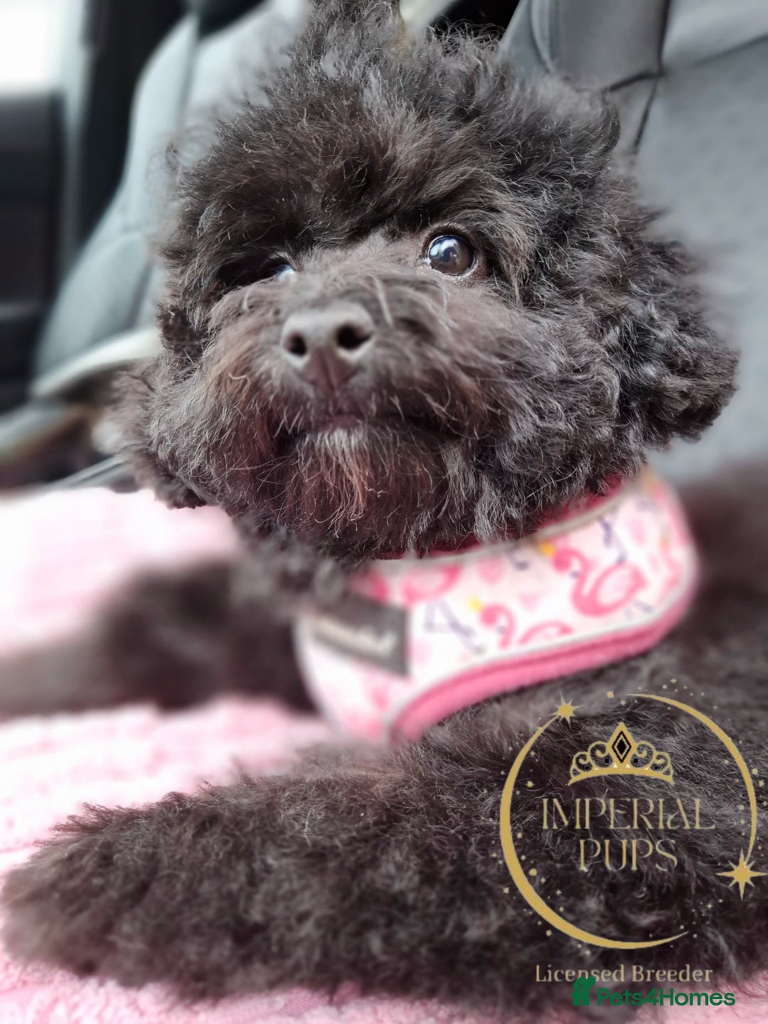 Toy Poodle dogs for sale: Asian toy poodle round eyes sable not jet black! - Image 1