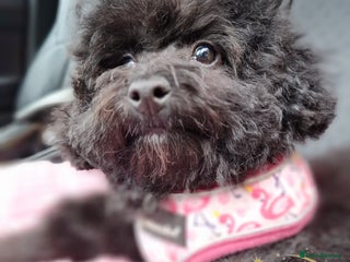 Toy Poodle dogs - Advert 2