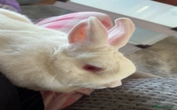 Dutch rabbits for sale: White rabbit assume dutch breed - Image 2