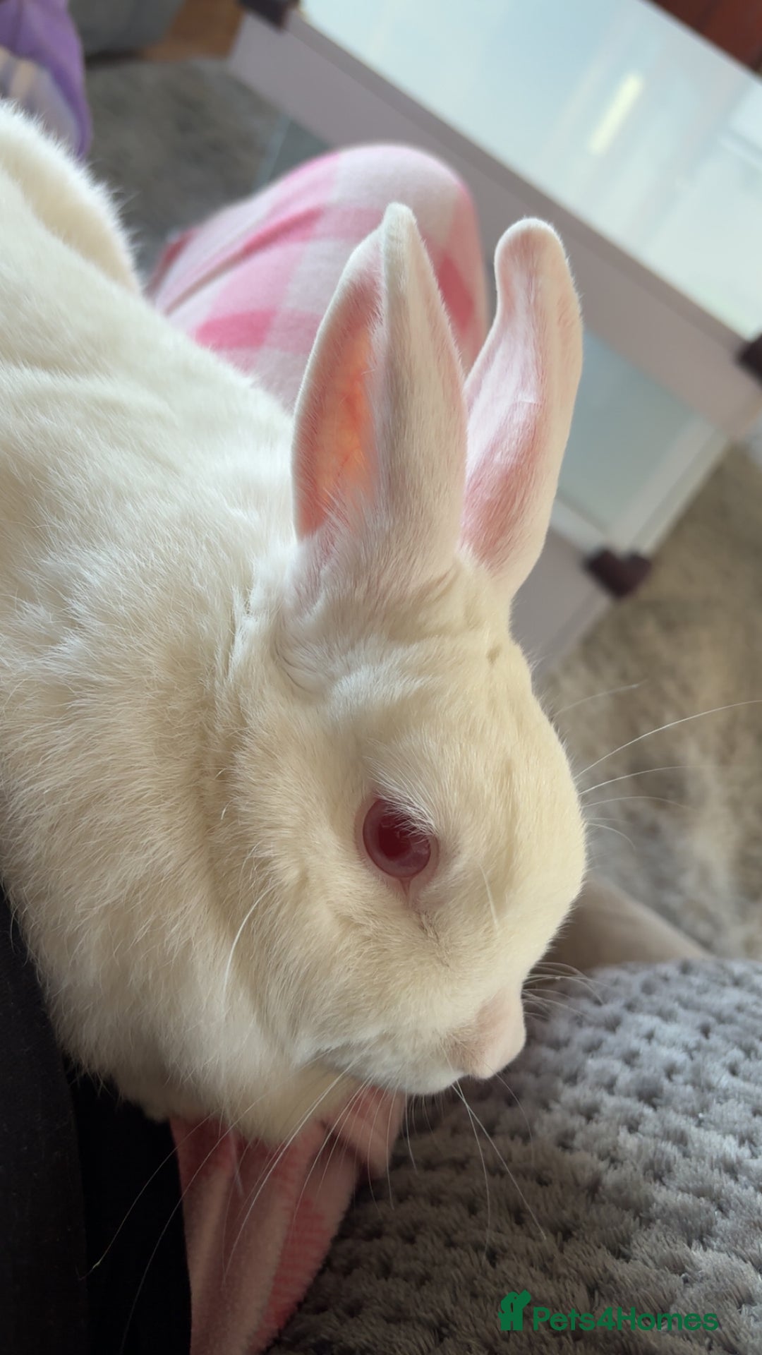 Dutch rabbits for sale: White rabbit assume dutch breed - Image 2