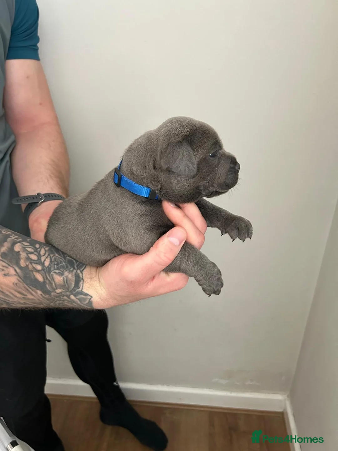 Staffordshire Bull Terrier dogs for sale: Staffordshire bull terrier  dogs blue staffs  - Advert 17