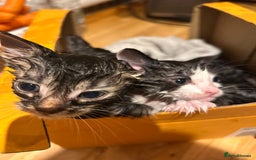 Mixed Breed cats for sale: Soft, Sweet, and Full of Fun…. - Advert 6