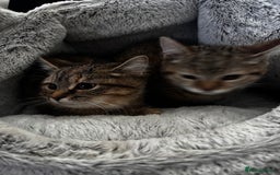 Domestic Shorthair cats for sale: 4 female cats - Advert 6