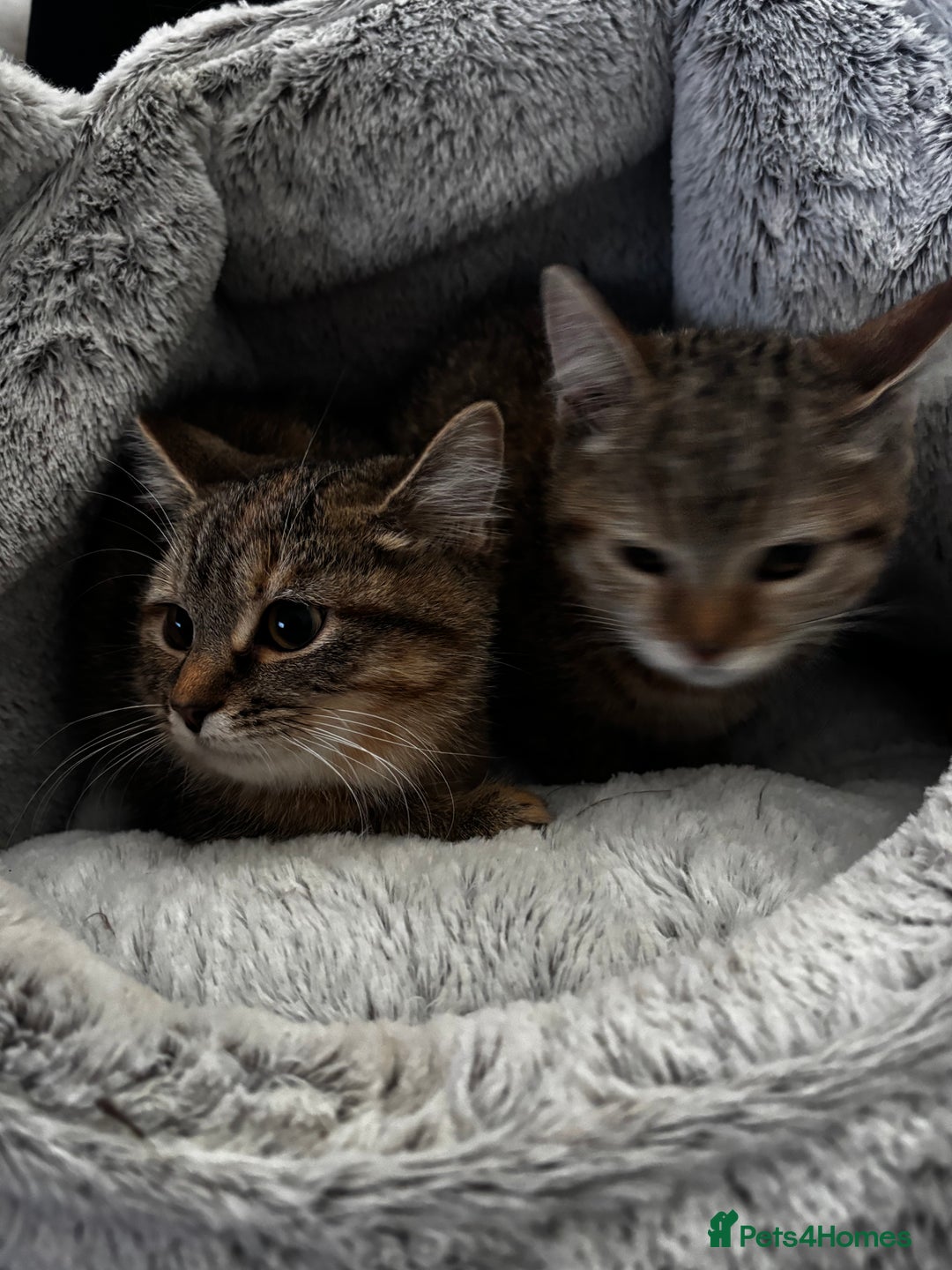 Domestic Shorthair cats for sale: 4 female cats - Advert 6