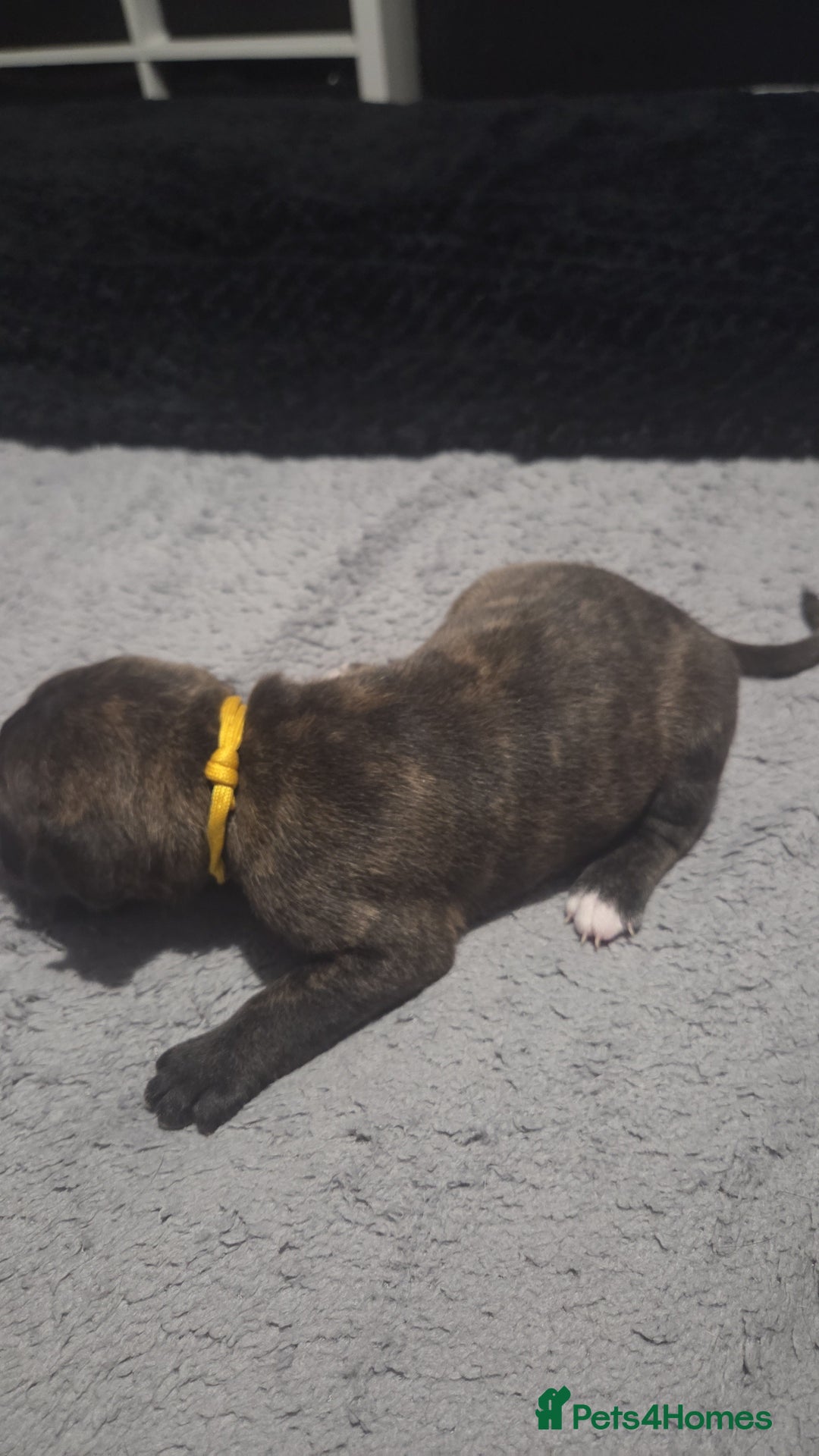 Mixed Breed dogs for sale: Staffy + cane course - Advert 6