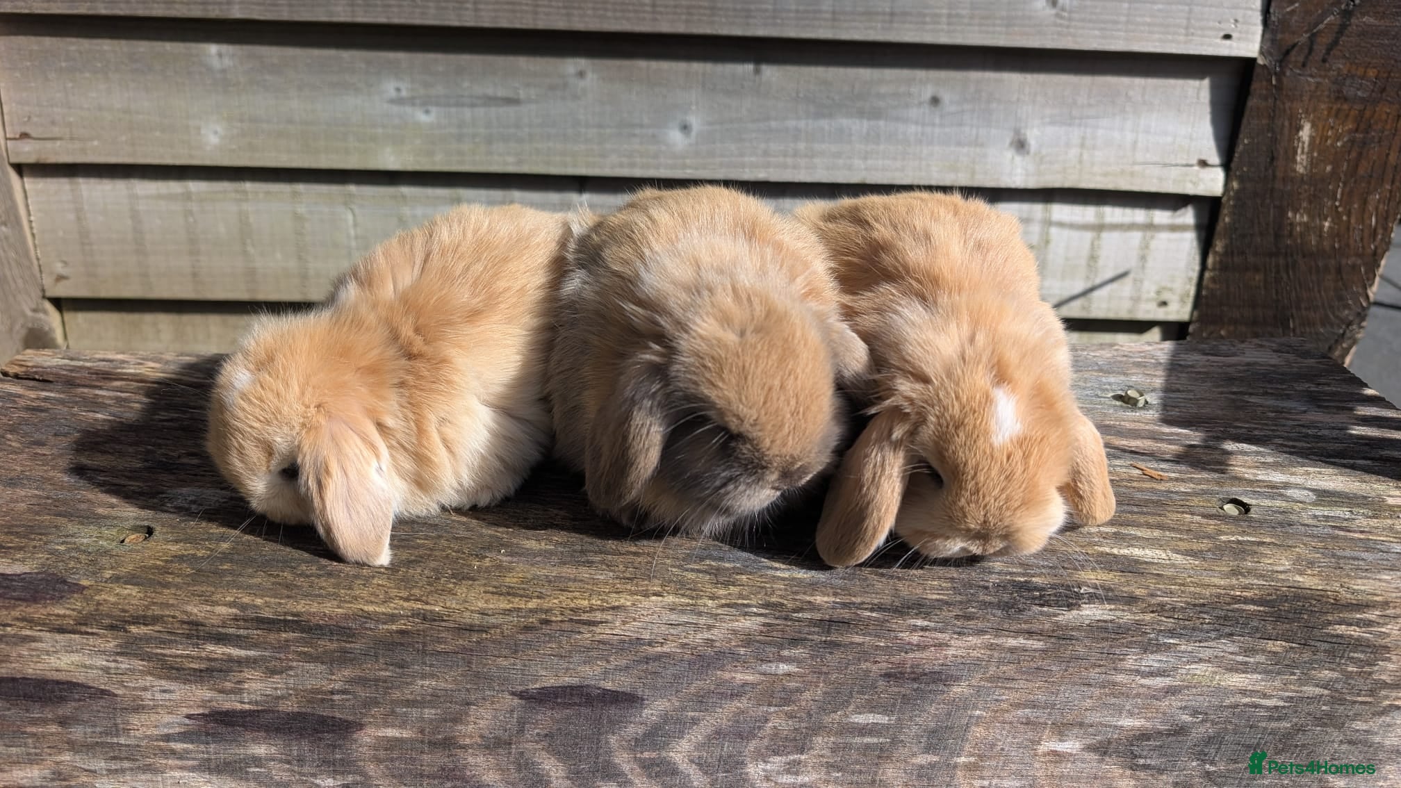 Mini Lop rabbits Stunning mini lops for sale 🌸 - Advert 1