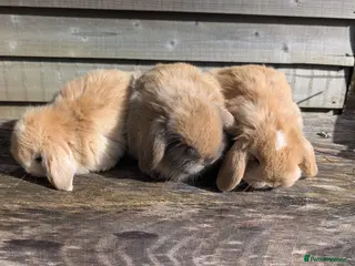 Mini Lop rabbits Stunning mini lops for sale 🌸 - Advert 1