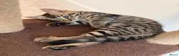 Bengal cats for sale: Beautiful Bengal Kittens - Advert 4