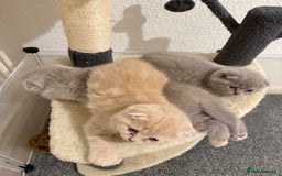 Scottish Fold cats for sale: 3 Adorable Scottish Fold Kittens🩷💙🩷 - Image 35
