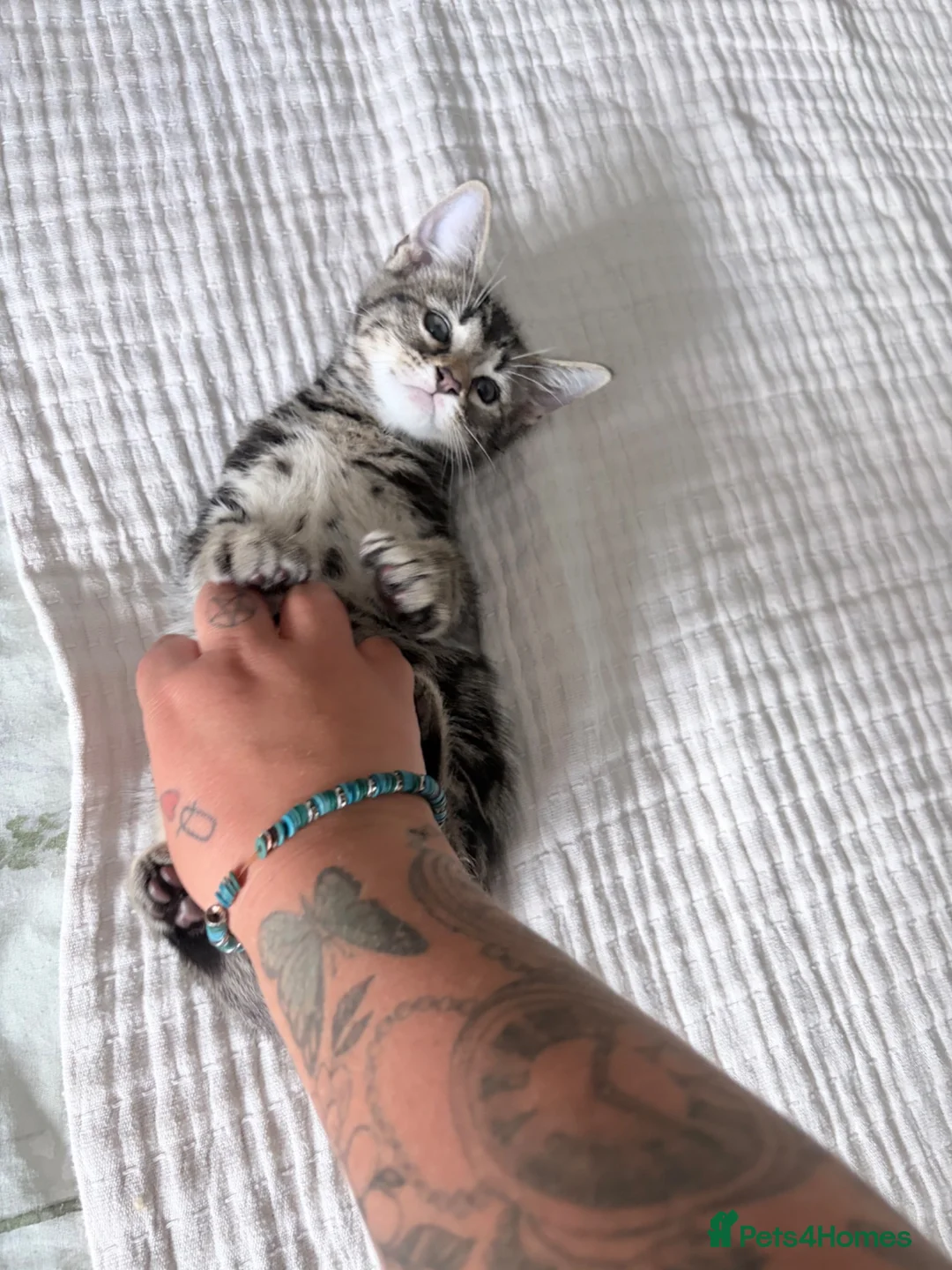 Mixed Breed cats for sale: Tabby kitten  in Stowmarket - Advert 1