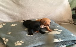 Dachshund dogs for sale: Dachshund puppies  - Image 5