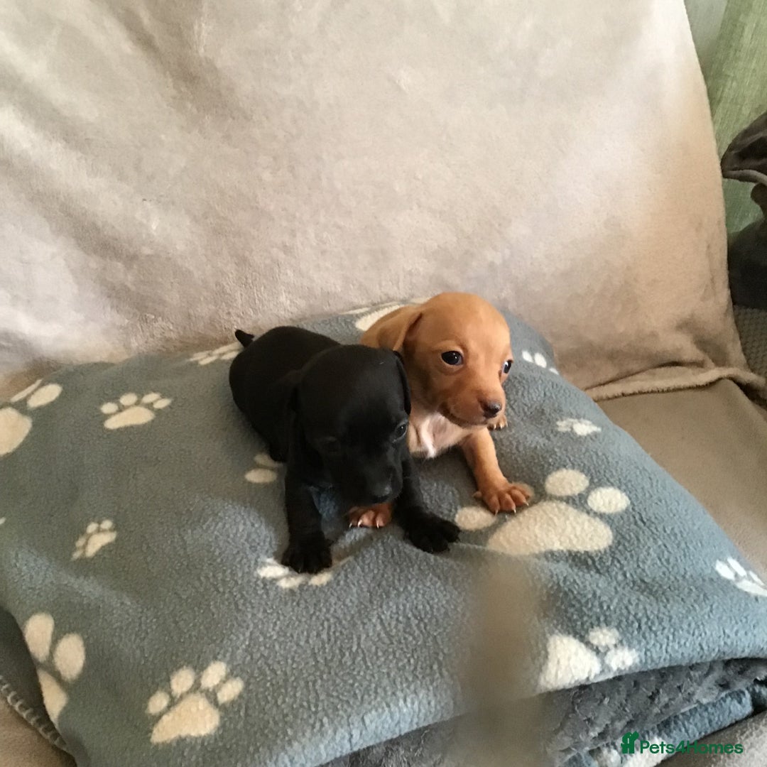 Dachshund dogs for sale: Dachshund puppies  - Image 5