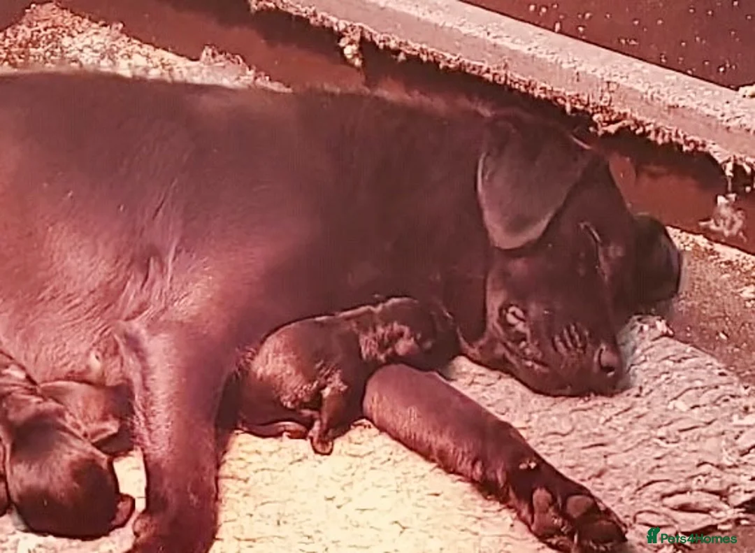 Labrador Retriever dogs for sale: Gorgeous Black Labs KC Registered Outstanding Hips - Advert 12