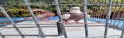 Pigeons birds for sale: Pigeones for sale in hackney London  - Advert 10