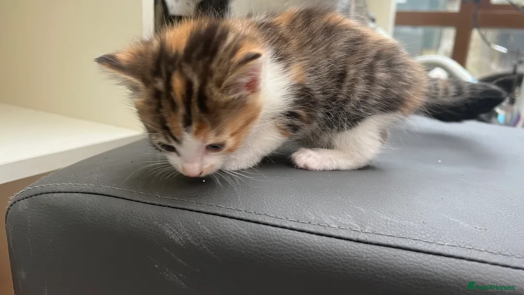 Mixed Breed cats for sale: Spoiled kittens  - Advert 2