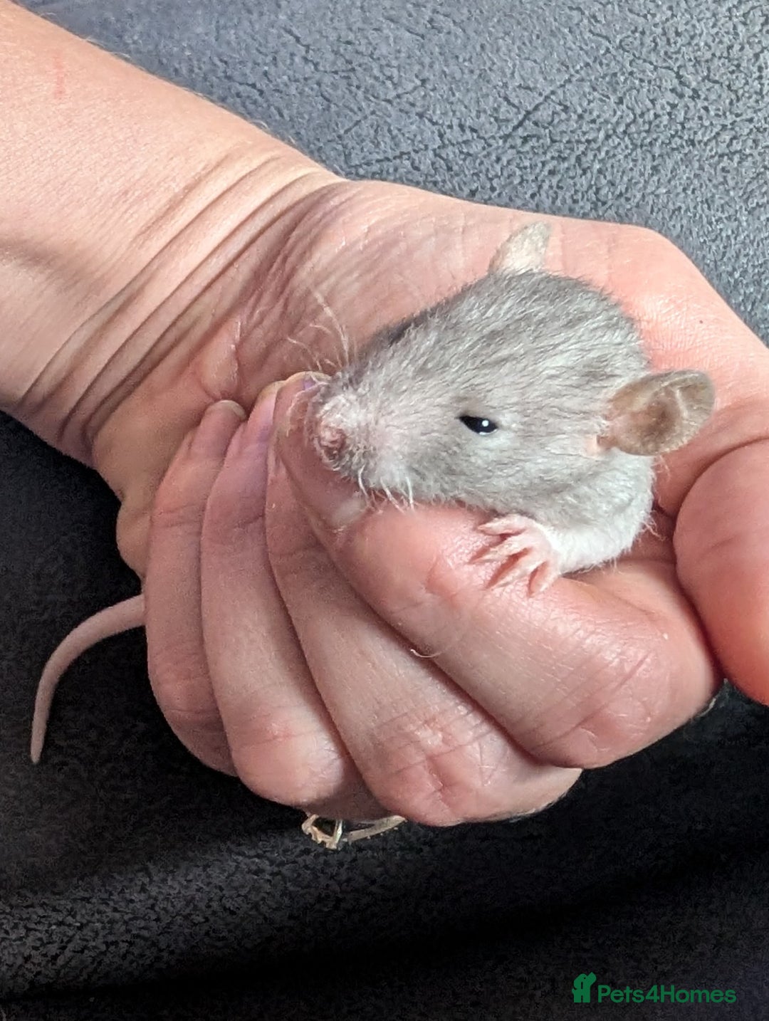 Rat rodents for sale: Mix of rex and straight fur babies(grey and white) - Image 8