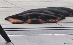 Rottweiler dogs for sale: Rottweiler puppy  - Image 7