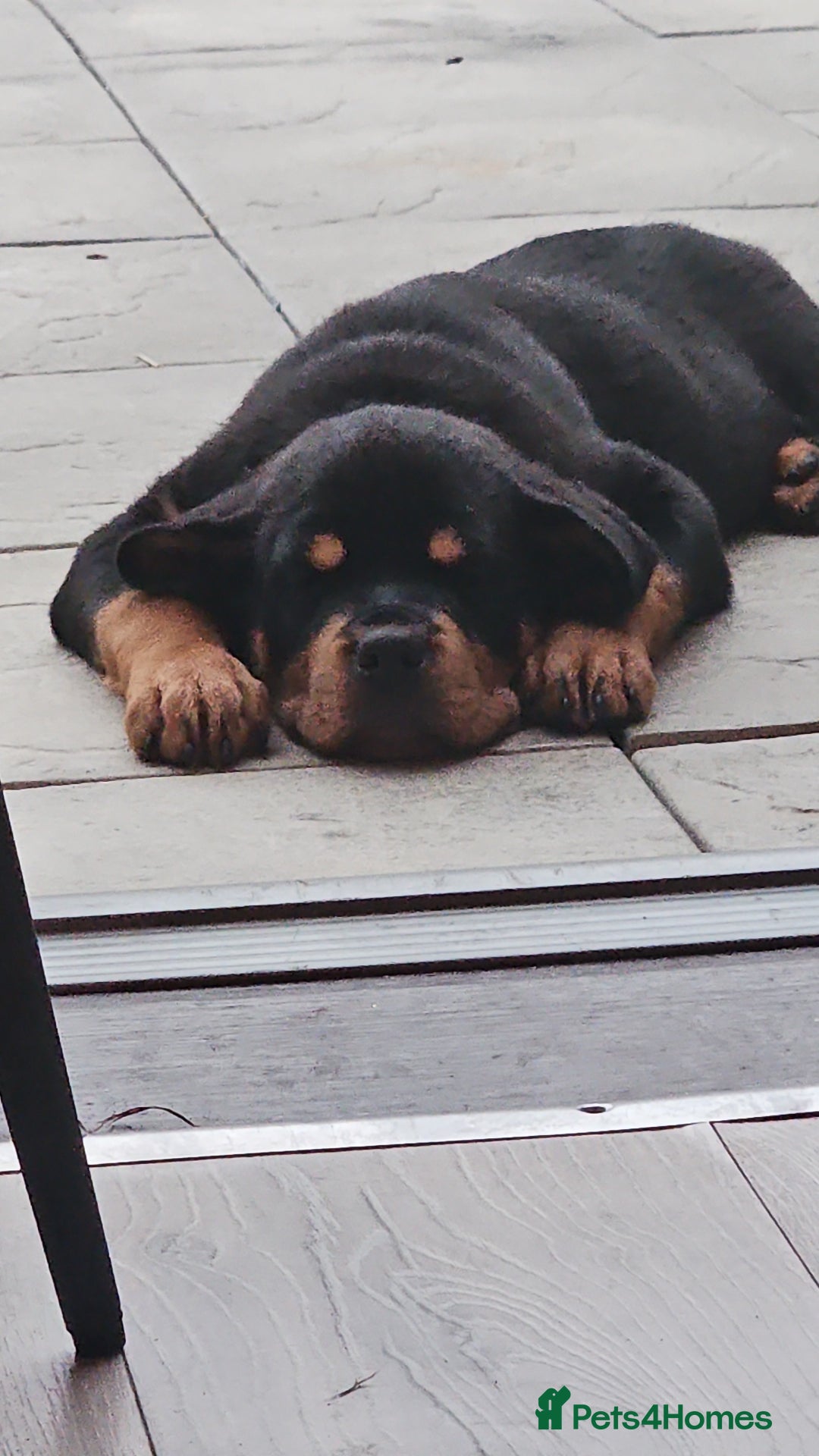 Rottweiler dogs for sale: Rottweiler puppy  - Image 7
