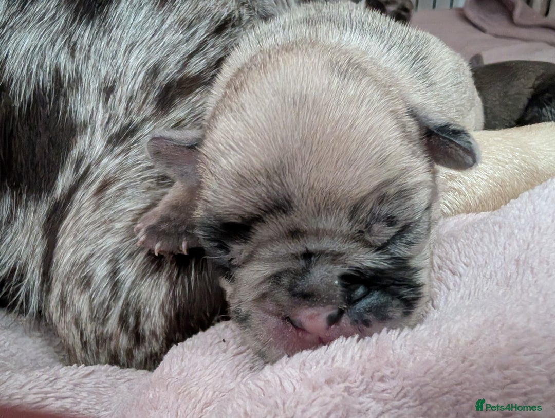 Frug dogs for sale: Beautiful litter of frugs  - Advert 2