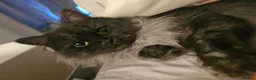 Mixed Breed cats for sale: Shaddow in Ashton-under-Lyne - Advert 5
