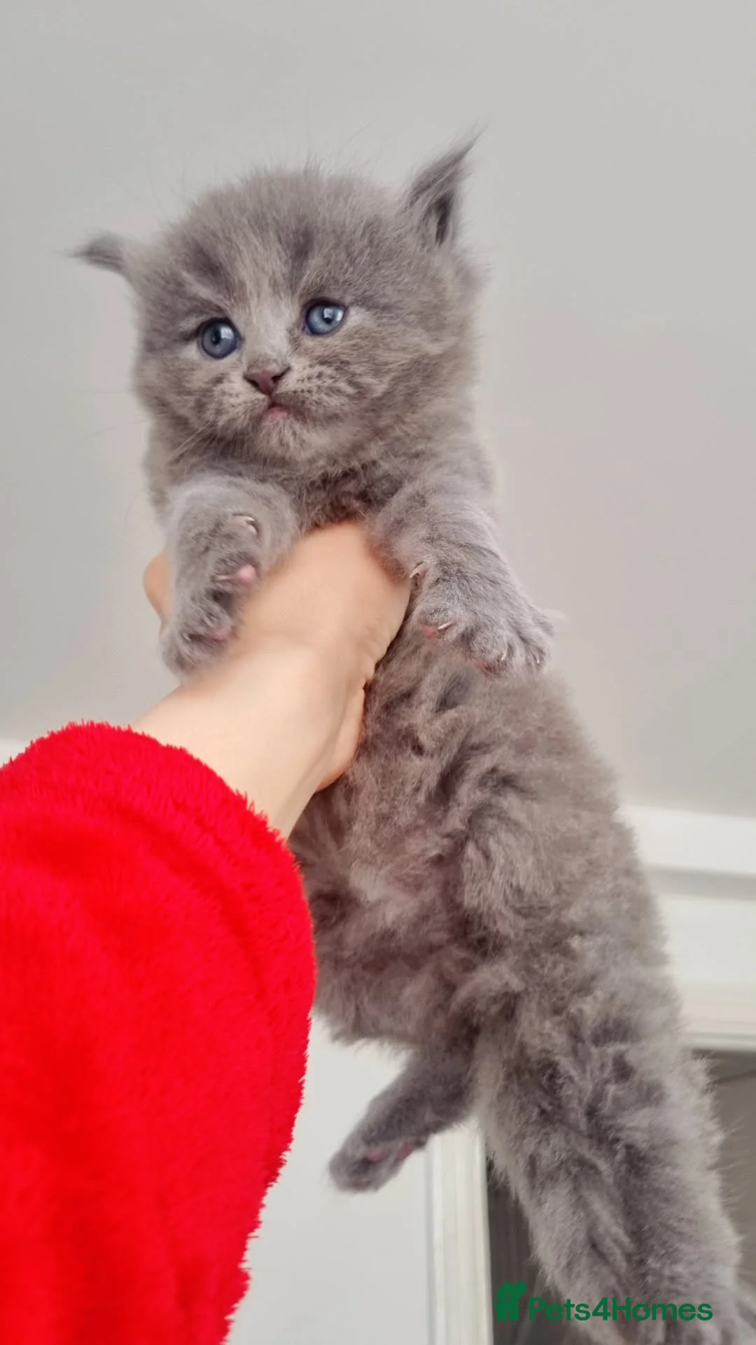 British Longhair cats for sale: Kitten&British long hair and persian - Advert 19