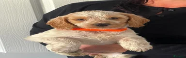 Cockapoo 5