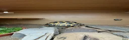 Tortoise reptiles for sale: Horsefield Tortoise with full set up and vivarium in Maldon - Advert 4