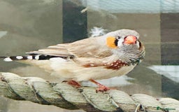 Finches birds for sale: Zebra Finches  - Image 3